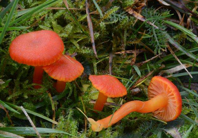 Image of waxcaps (fungi)