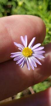 Image of Symphyotrichum kentuckiense