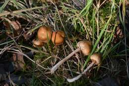 Image of Cortinarius acutus (Pers.) Fr. 1838