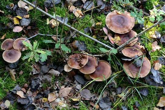 Image of Tricholoma fulvum (DC.) Bigeard & H. Guill. 1909