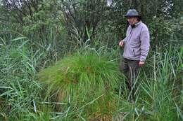 Image of fibrous tussock-sedge