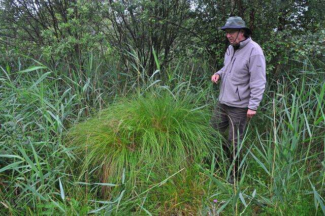 Image of fibrous tussock-sedge