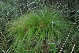 Image of fibrous tussock-sedge