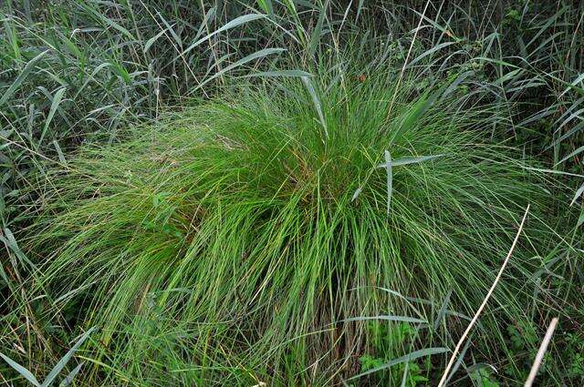 Image of fibrous tussock-sedge