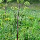 Angelica archangelica subsp. litoralis (Fries) Thell. resmi