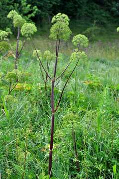 Angelica archangelica subsp. litoralis (Fries) Thell. resmi