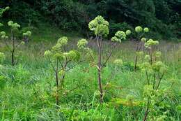 Image of Angelica archangelica subsp. litoralis (Fries) Thell.