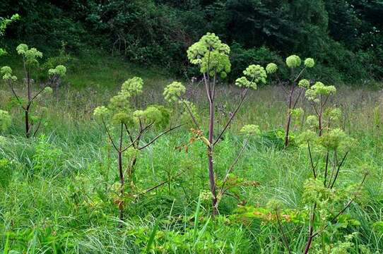 Image of Angelica archangelica subsp. litoralis (Fries) Thell.