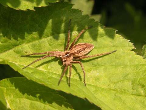 Image of Panarthropoda