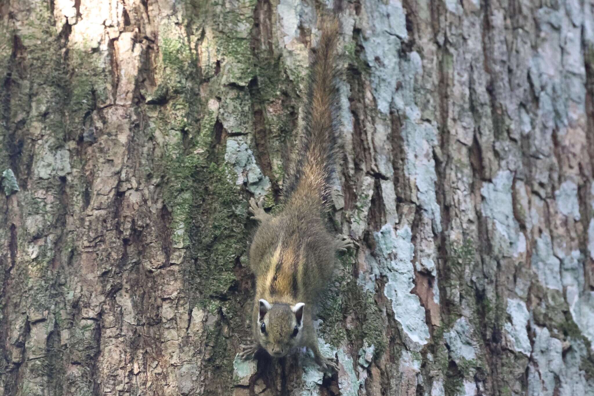 Image of Alexander's Bush Squirrel