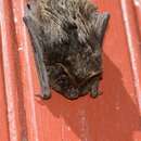 Image of Barbastelle bat
