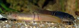 Image of Tri Band Sumo Loach