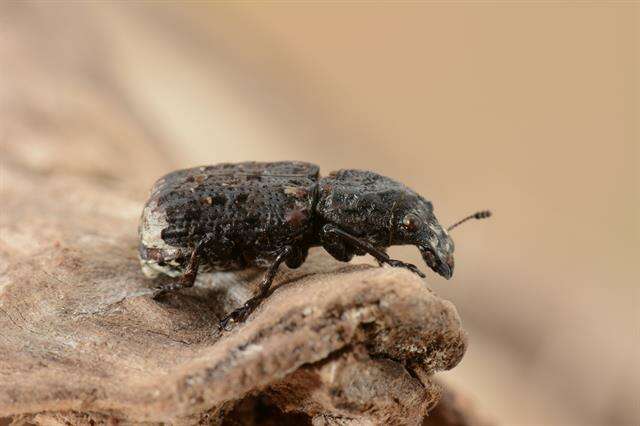 Image of Snout and Bark Beetles