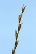 Image of ryegrass