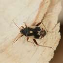 Polymerus unifasciatus (Fabricius 1794)的圖片