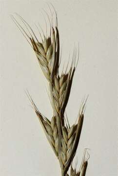 Image of ryegrass