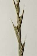 Image of ryegrass