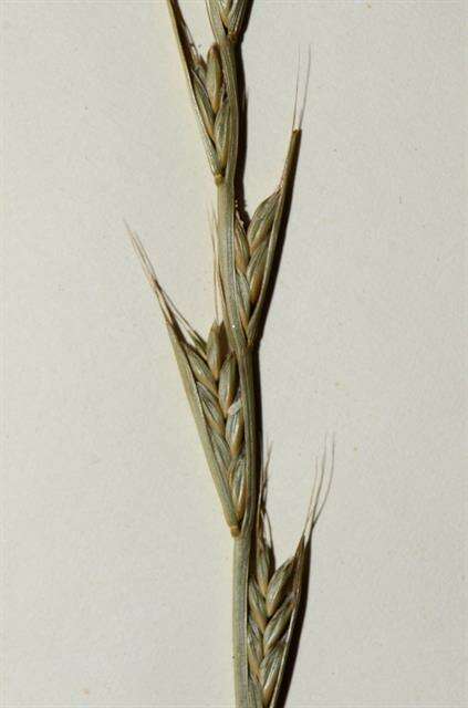 Image of ryegrass