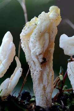 Image of Clavulinaceae