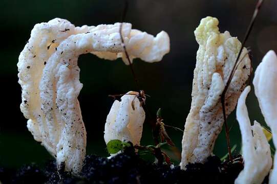 Image of Clavulinaceae