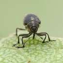 Image of Cabbage Seedpod Weevil