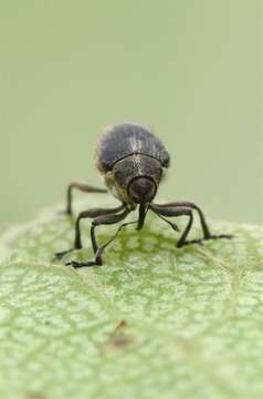 Image of Cabbage Seedpod Weevil