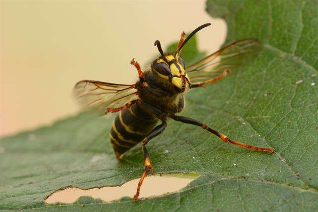 Image of Dolichovespula