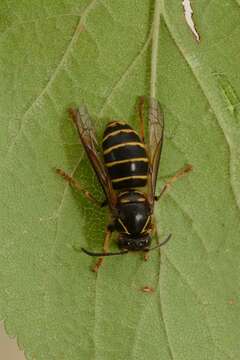 Image of Dolichovespula