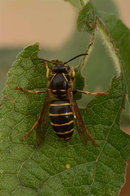 Image of Dolichovespula