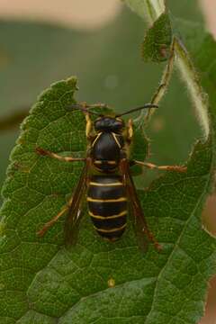 Image of Dolichovespula