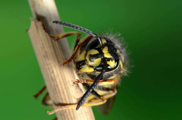 Image of Yellowjackets