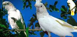Image of Philippine Cockatoo