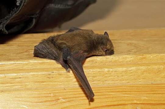 Image of Pipistrelles