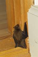 صورة Pipistrellus Kaup 1829