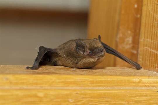 Image of Pipistrelles