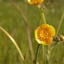 Image of TALL BUTTERCUP