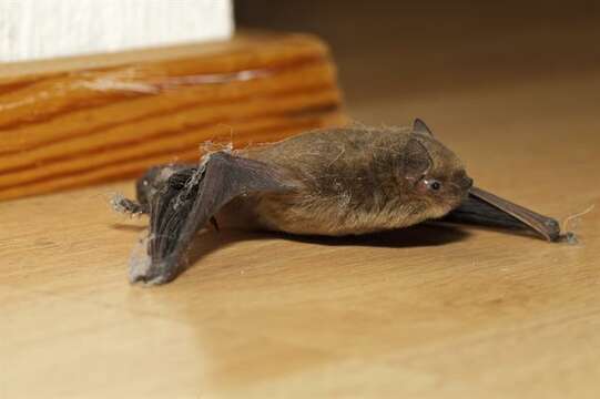 Image of Pipistrelles