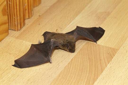 Image of Pipistrelles