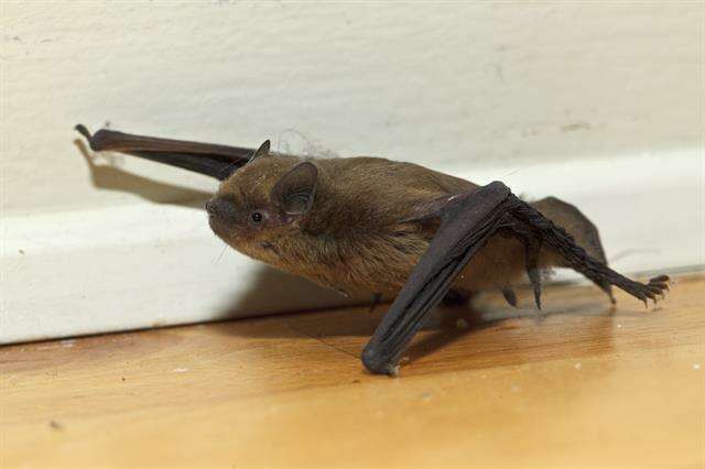 صورة Pipistrellus Kaup 1829