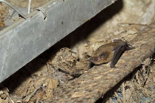 Image of Pipistrelles