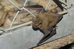 صورة Pipistrellus Kaup 1829