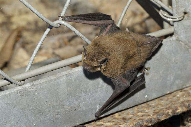 صورة Pipistrellus Kaup 1829