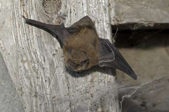 Image of Pipistrelles