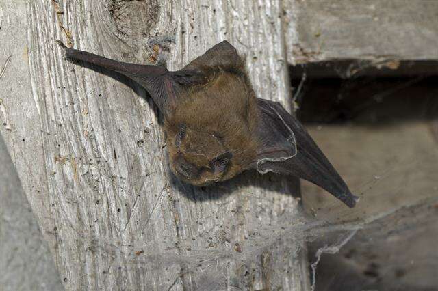 صورة Pipistrellus Kaup 1829