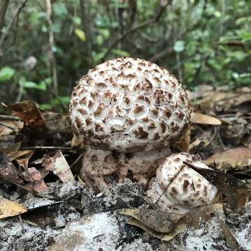 Image of Amanita westii (Murrill) Murrill 1945