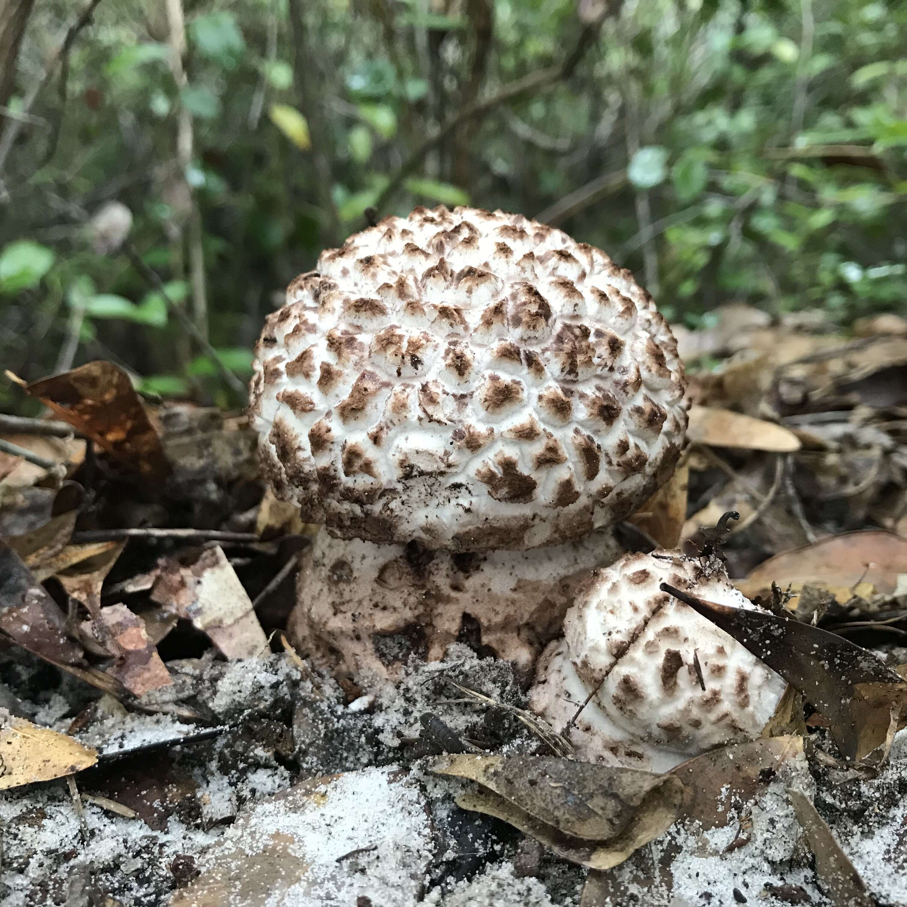 Plancia ëd Amanita westii (Murrill) Murrill 1945