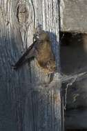 صورة Pipistrellus Kaup 1829