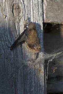 Image of Pipistrelles