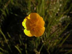 Image of TALL BUTTERCUP