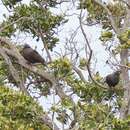 Image de Pigeon des lauriers